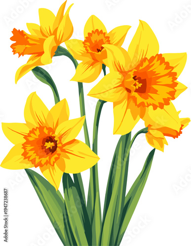Bright yellow daffodil flowers illustration, spring narcissus botanical floral clipart with green leaves isolated on white background
