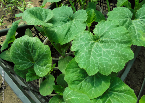 Young green zucchini seedlings in cups. Growing seedlings at home in a greenhouse.