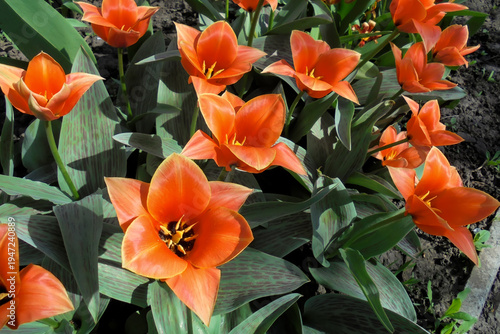 Red blooming Greig tulips of the Ali Baba variety in a flowerbed in spring