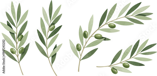 Olive tree branches with green leaves and olives on white background