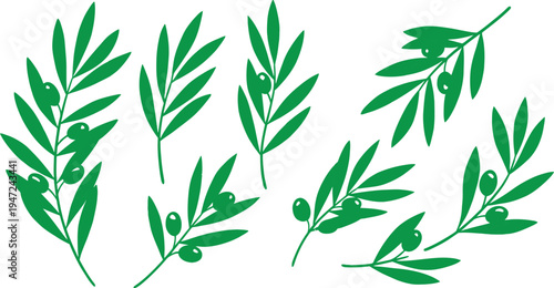 Green olive branches with leaves and buds on white background