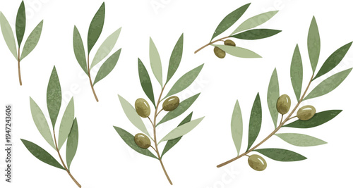Olive tree branches with leaves and olives on white background