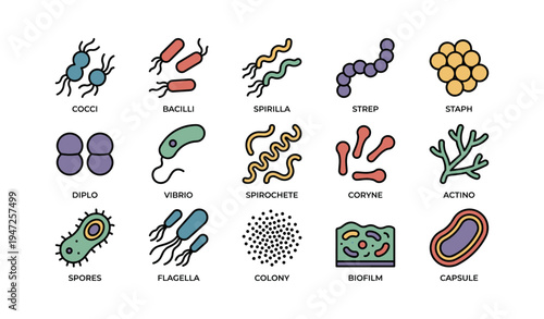Bacteria types illustration featuring cocci, bacilli, spirilla, strep, and staph forms
