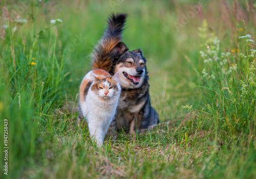 Funny furry friends, a dog and a cat, sitting together in a sunny spring meadow