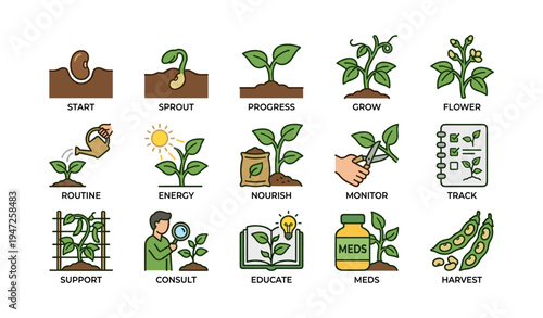 Plant growth stages and gardening tips illustrated guide