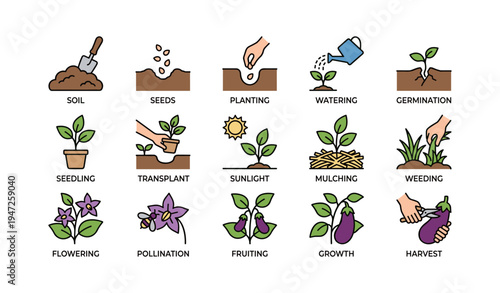 Gardening stages: planting, watering, growth, harvesting illustrated