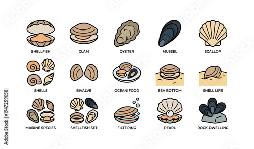 Illustrated sea shells and shellfish collection including clams and oysters