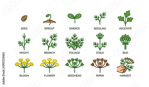 Stages of plant growth illustrated: seed to harvest cycle