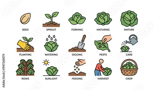 Cabbage growth stages and gardening process illustrated in simple icons