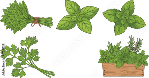 Herbs, plants, mint, basil, parsley, rosemary, leaves, organic, fresh, garden, cooking, ingredients, herbal, nature, green, food, botanical, healthy, collection, illustration
