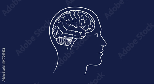 White line art profile of a human head containing a detailed illustration of the brain, set against a dark blue background for a technical look.