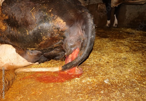 Dairy cow naturally expelling the placenta after calving in a farm barn, observed by a veterinarian. Real postpartum livestock care scene useful for veterinary medicine, farm management and birthing.