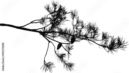 Natural pine branch silhouette vector isolated