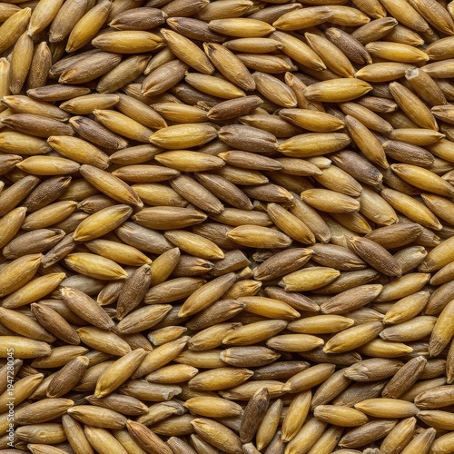 Close up macro shot of various dry, unprocessed cereal grains forming a dense, natural, brown and yellow textured backdrop, diet, autumn, rustic