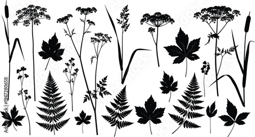 Botanical plant leaf silhouettes, diverse foliage vector illustration, nature design elements for decoration, garden, floral art, eco inspiration