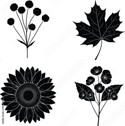 Botanical silhouettes featuring maple leaf, sunflower bloom, flowering plant, seed pod branch, elegant nature illustration design for floral artwork