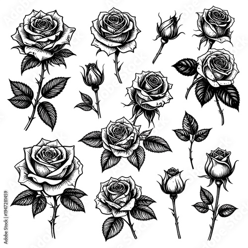 Monochrome illustration of roses in various stages, buds, and full blooms with detailed foliage, isolated on a white background