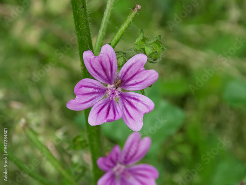 Closeup of a pink common mallow flower, selective focus on a green bokeh background - Malva sylvestris 