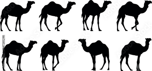 Camel silhouette vector illustration with multiple poses, desert animal movement, minimal black design, natural wildlife artwork, creative composition