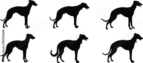 Dog silhouettes grid illustration, greyhound breed standing profile vector art, domestic pet design concept, animal comparison representation