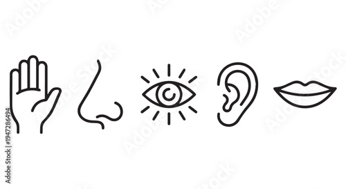 A simple line drawing of human sensory organs on a Transparent Background