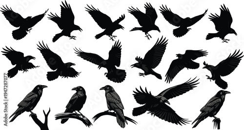 Raven silhouettes collection, flying and perched bird vector illustration, detailed feather design for wildlife, nature, artistic inspiration