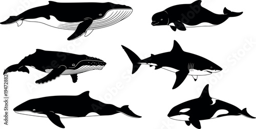 Black silhouette whales and shark, marine animals artwork, ocean wildlife figures, aquatic species illustration, educational biology vector design