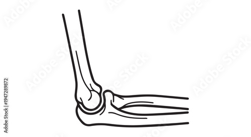 An anatomical illustration of a human elbow joint showing bones and structure