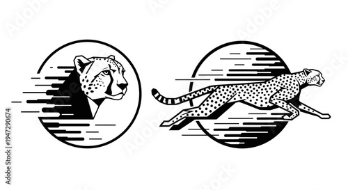 Cheetah in Motion Running Fast.