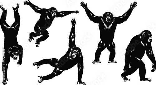 Chimpanzee silhouette illustration with dynamic poses, hanging, leaping, standing, walking, expressive animal behavior vector art design concept