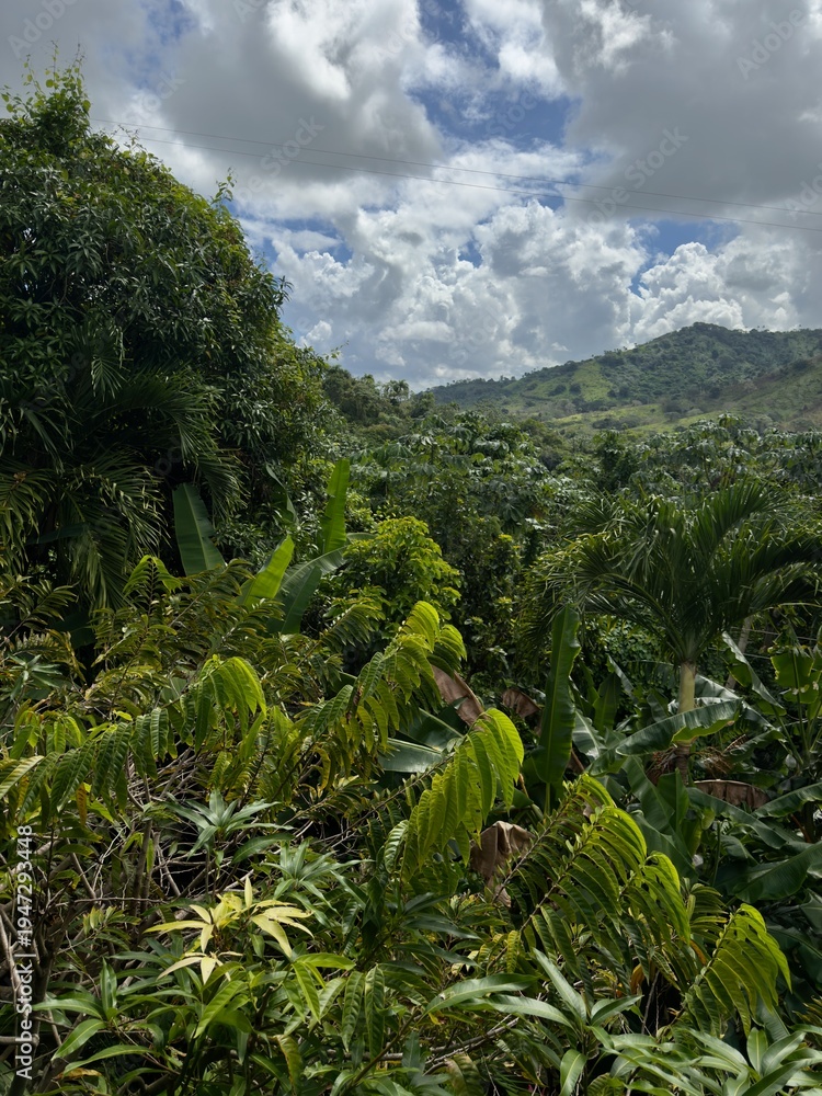 Fototapeta premium Dense tropical rainforest vegetation with green mountains in the background