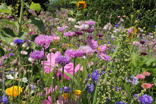 a group beautiful wild flowers with cornflowers and cosmos and poppies in a flowerbed for stimulating biodiversity