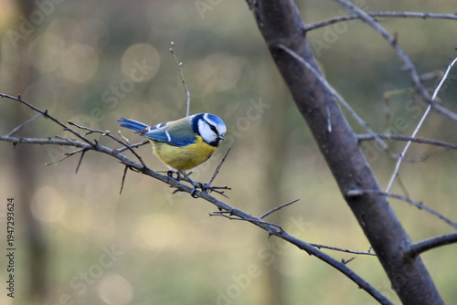 Photos A small brightly colored bird the common blue tit sits on a tree branch bright b