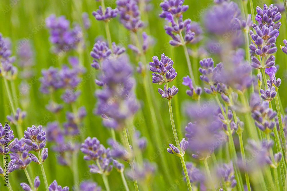Obraz premium Violet flowers of lavender - Lavandula angustifolia. 
