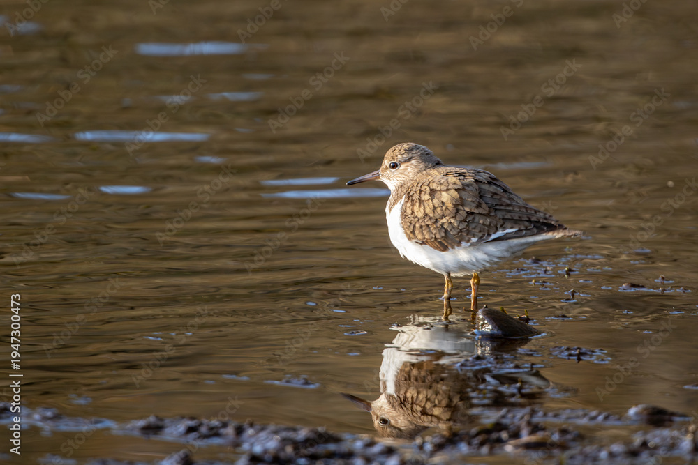 Fototapeta premium The common sandpiper (Actitis hypoleucos) standing in shallow water and looking for food on a riverside mudflat