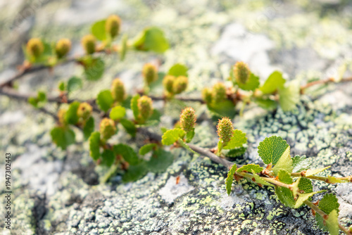 Dwarf birch (Betula nana) branches with fresh leaves and catkins against lichen-covered rock in Northern Finland