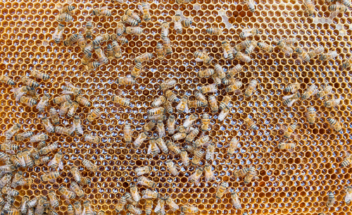 Beekeeping is a widespread source of livelihood in Karacadağ, Diyarbakır, and producers generate considerable amounts of honey every summer.