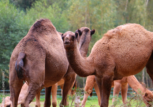 camel in the zoo