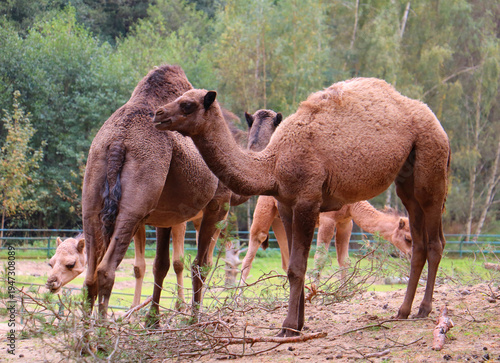 camel in the zoo