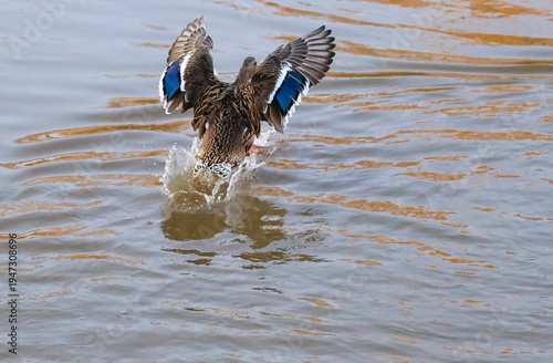 A female mallard duck landing on a lake