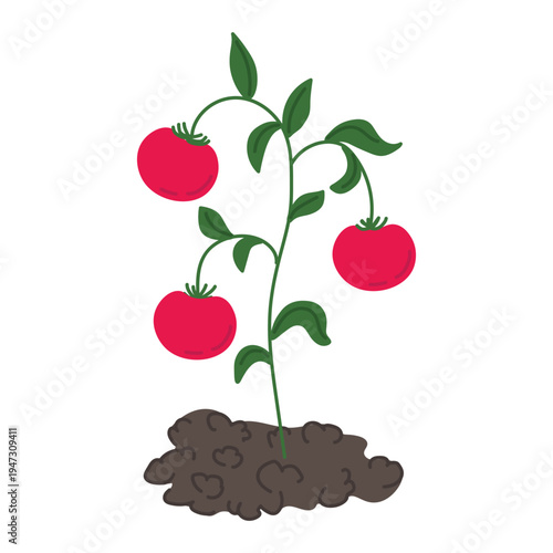 Tomato plant growing in soil with ripe red tomatoes and green leaves isolated on light background