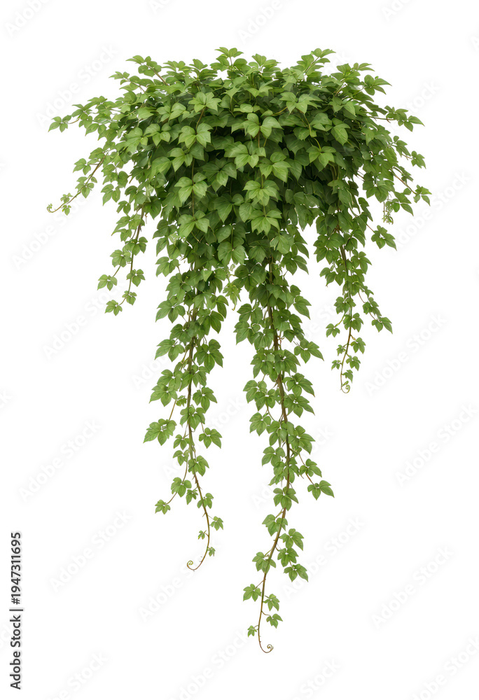Naklejka premium PNG Lush cascading green ivy plant