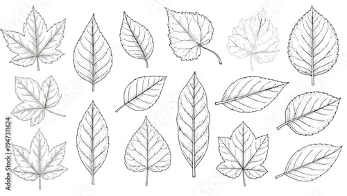 Diverse collection of botanical leaf silhouettes in monochromatic line art Vector