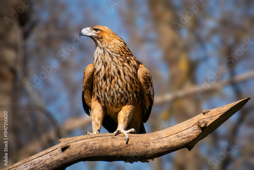 Eastern imperial eagle, its scientific name is Aquila heliaca