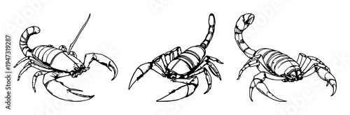 Scorpion set with detailed ink drawing of a scorpion stinger raised showing intricate segmented anatomy featuring stinger, anatomy, high contrast with white background and black lines