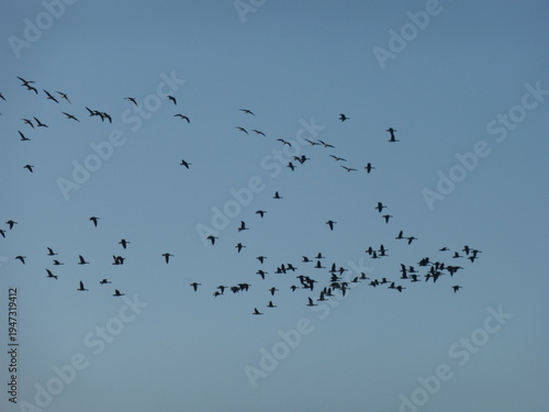 Flock of Ducks Flying in the Sky, Migrating Birds