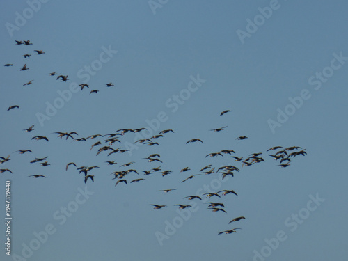Flock of Ducks Flying in the Sky, Migrating Birds
