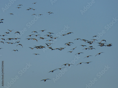 Flock of Ducks Flying in the Sky, Migrating Birds