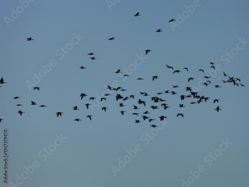Flock of Ducks Flying in the Sky, Migrating Birds
