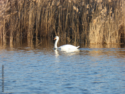 White Swan Swimming on River, Close Up Wildlife Bird